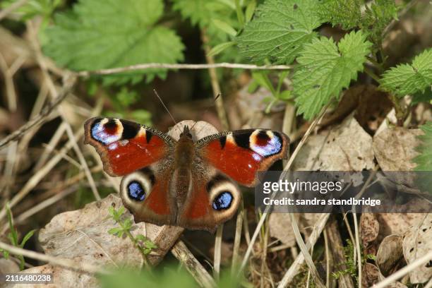 a peacock butterfly, aglais io, just out of hibernation resting on a dead leaf on the ground. - animal antenna stock pictures, royalty-free photos & images