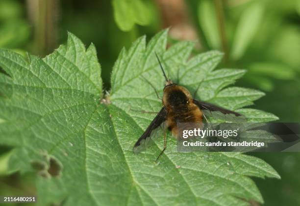 a dark-edged bee-fly, bombylius major, resting on a stinging nettle leaf in springtime. - armed forces rank stock pictures, royalty-free photos & images