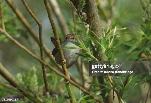 a shy and elusive cetti's warbler, cettia cetti, perched on a branch of a willow tree in springtime. - brown bird stock pictures, royalty-free photos & images