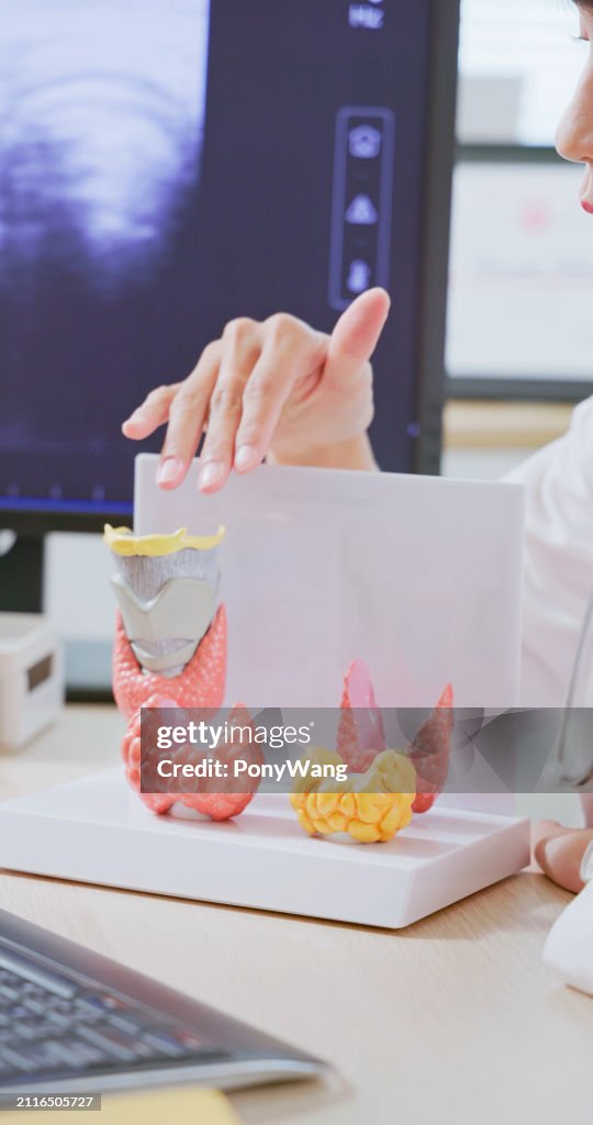 Asian doctor thyroid model explain