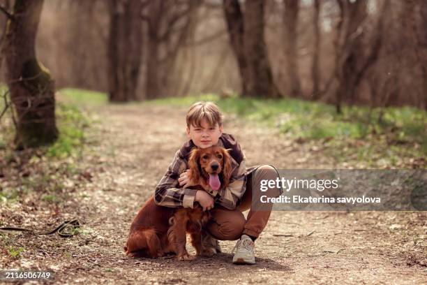 a blond-haired cute teenage boy and an english cocker spaniel on a walk in the spring forest. - cocker spaniel stock pictures, royalty-free photos & images