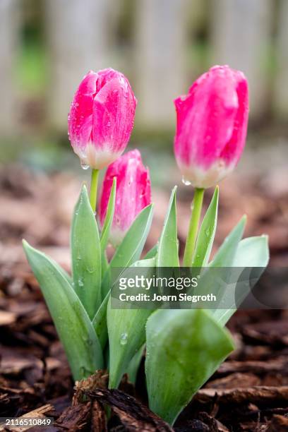 blooming splendor - tulips in the garden - growth vector stock pictures, royalty-free photos & images