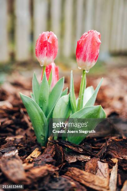 blooming splendor - tulips in the garden - growth vector stock pictures, royalty-free photos & images
