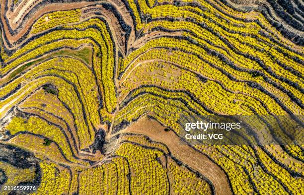 Aerial view of terraced fields paved with weeping forsythia shrubs flowers, commonly known as weeping forsythia or golden-bell, on March 26, 2024 in...