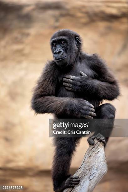 young gorilla hitting his chest - gorilla beating chest stock pictures, royalty-free photos & images
