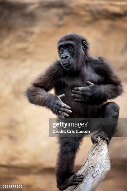 young gorilla hitting his chest - gorilla beating chest stock pictures, royalty-free photos & images
