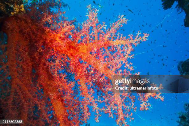 coral reef  propagated prickly alcyonarian - dendronephthya sp.  hot orange soft coral scuba diving  underwater sea life  sea blooming - gorgonia sp stock pictures, royalty-free photos & images