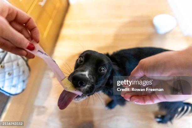 cocker spaniel dog licking food out of hand - camera point of view stock pictures, royalty-free photos & images