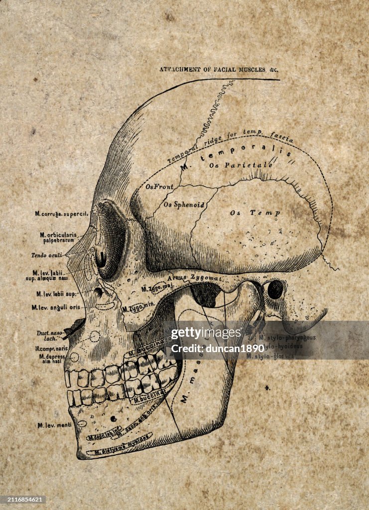 Human skull, Vintage Biomedical Illustration, Victorian anatomical drawing, 19th Century