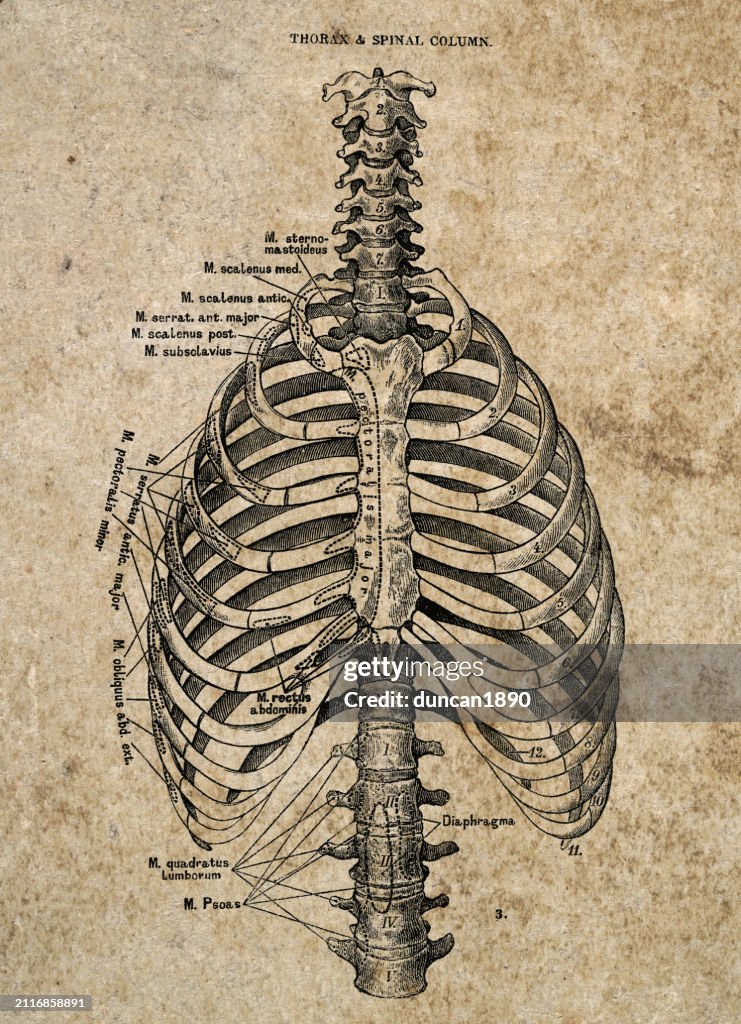 Thorax und Wirbelsäule, Biomedizinische Vintage-Illustration, viktorianische anatomische Zeichnung, 19. Jahrhundert