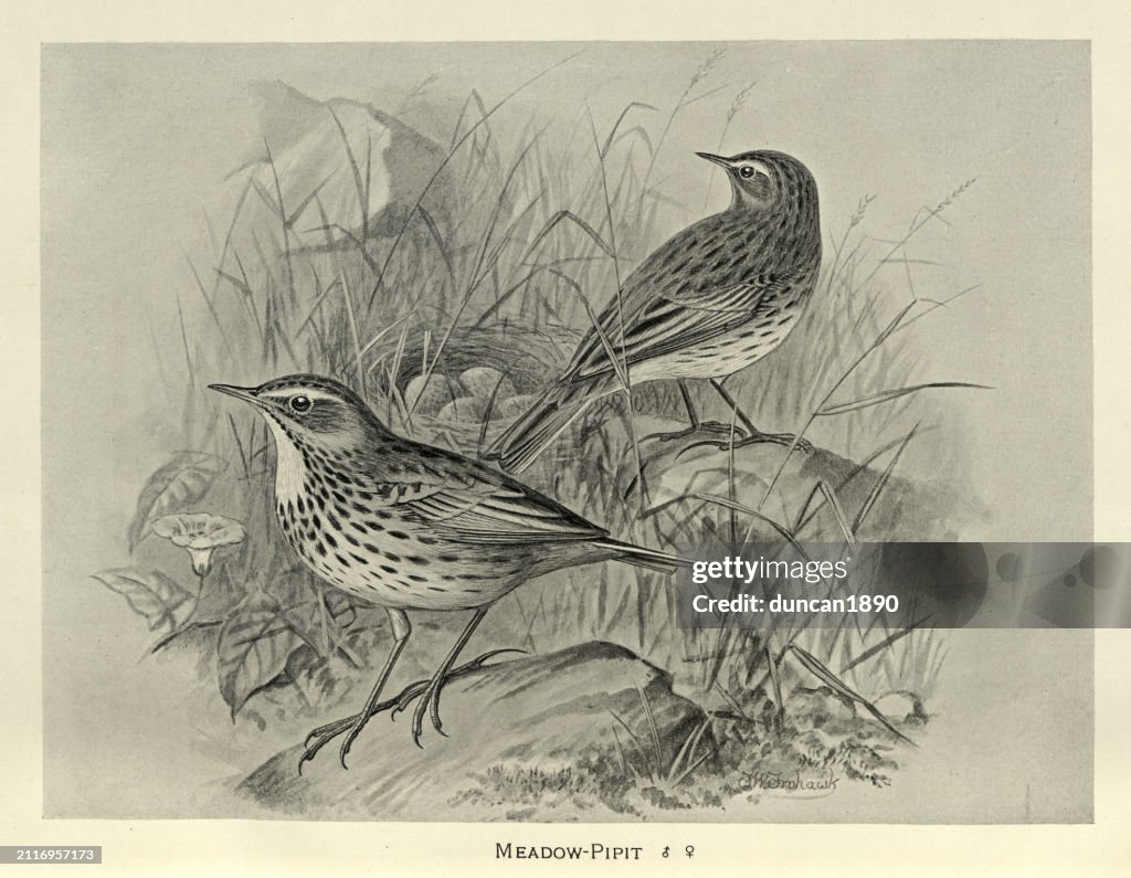 Birds, Wildlife art, Meadow pipit Anthus pratensis, passerine bird