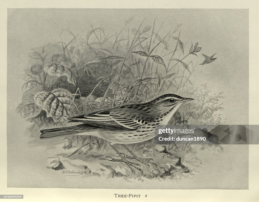 Birds, Wildlife art, Tree pipit Anthus trivialis, passerine bird