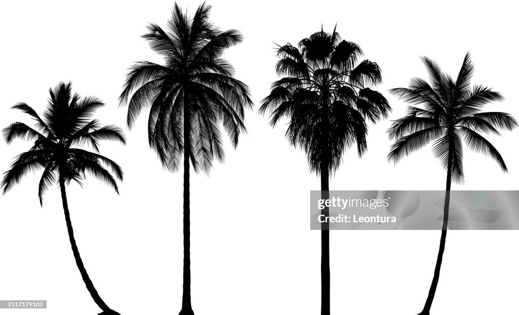 Unglaublich detaillierte Palmen-Silhouetten