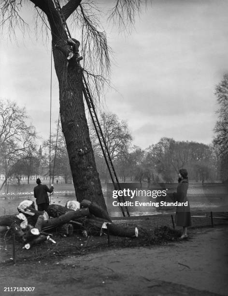 Woman watches while tree surgeons on a tall ladder cut the branches of a tree in St James's Park, London, February 3rd 1955.