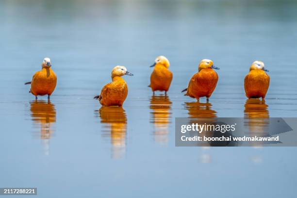 ruddy shelduck, known as the brahminy duck, (tadorna ferruginea) - ruddy shelduck stock pictures, royalty-free photos & images