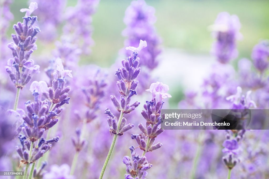 Lavender plant