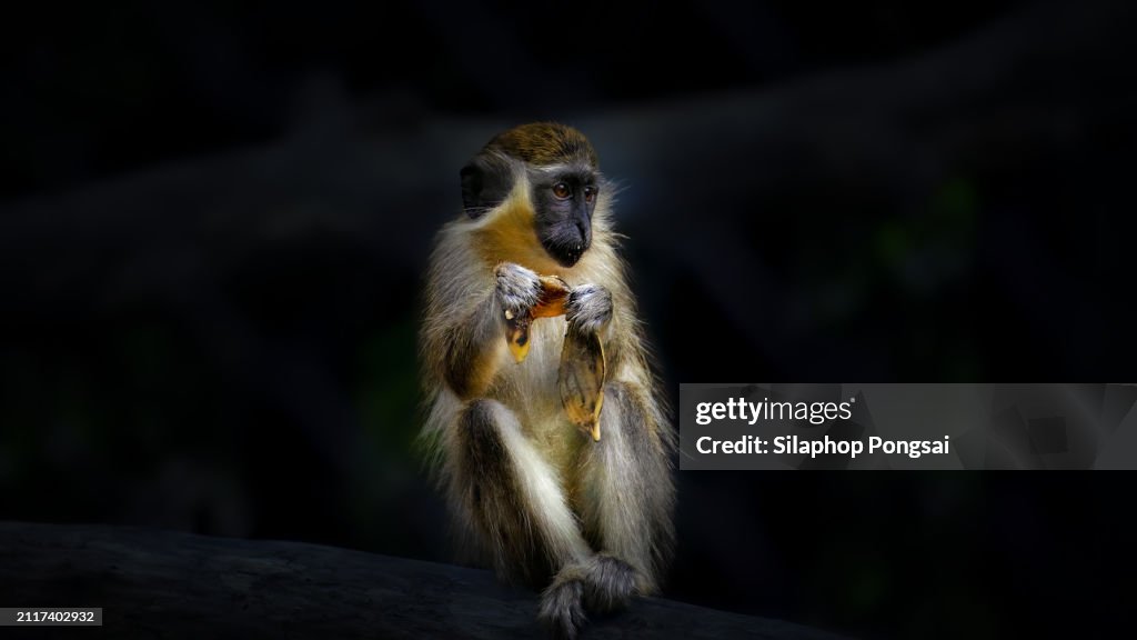 Green Monkey - Chlorocebus aethiops, a popular beautiful monkey, sitting and eating a banana.