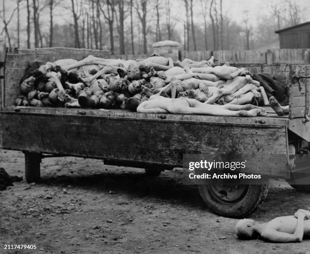 Naked emaciated corpses are piled up on a transport wagon, victims of Nazi Germany's effort to exterminate the Jewish population, political and...