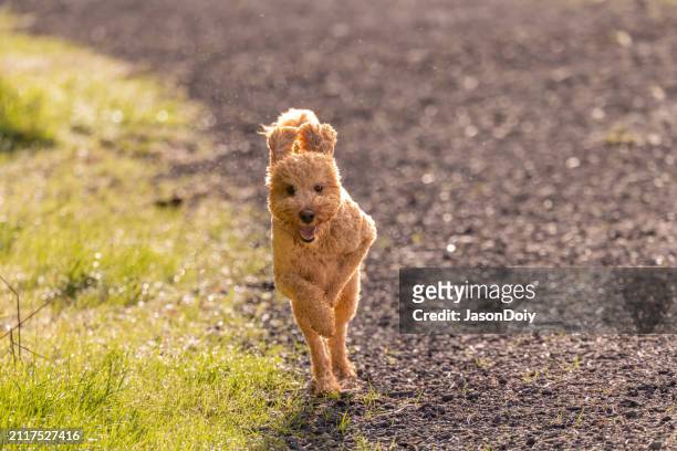 goldendoodle off leash running - lead off stock pictures, royalty-free photos & images