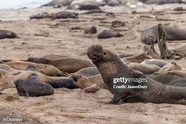 elephant seals in the wild - marine nature reserve stock pictures, royalty-free photos & images