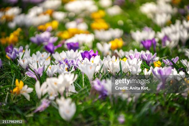 flowering crocuses - maart stockfoto's en -beelden