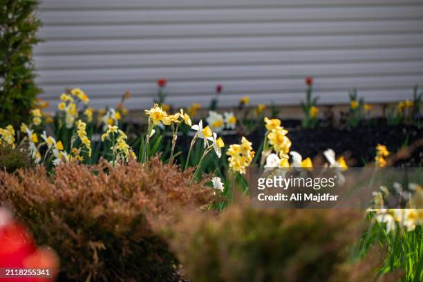 front yard flower idea - nowruz stock pictures, royalty-free photos & images