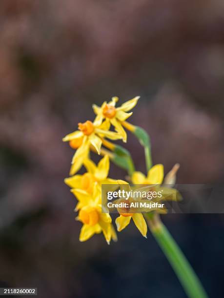 yellow orange daffodils - nowruz stock pictures, royalty-free photos & images