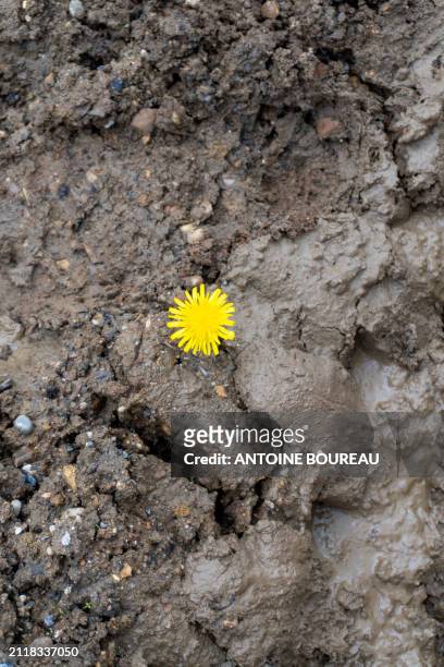 Top view of a yellow dandelion flower planted in the mud of a building site by a child, contrast and poetry in Lyon, France on 19 February 2024.