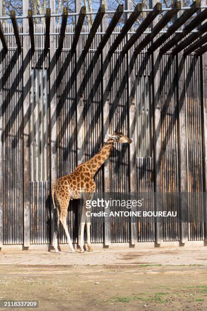 Giraffe in the Parc de la t?te d'or zoo in Lyon, France on 20 February 2024.