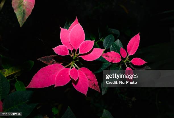 The poinsettia is a flowering plant in the Euphorbiaceae family, native to Mexico and Central America. Known for its red and green leaves, it is...