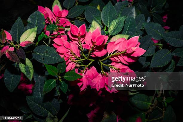 The poinsettia is a flowering plant in the Euphorbiaceae family, native to Mexico and Central America. Known for its red and green leaves, it is...