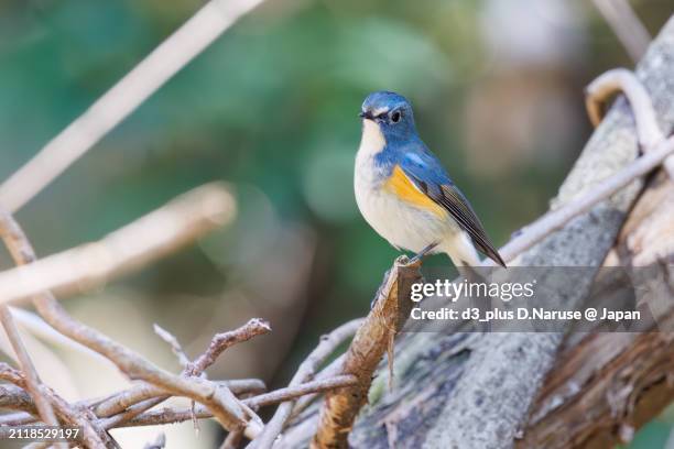 a happy blue bird, the lovely red-flanked bluetail (tarsiger cyanurus, family comprising flycatchers).

at omachi park natural observation garden, ichikawa, chiba, japan,
photo by march 9, 2024. - tarsiger cyanurus stock pictures, royalty-free photos & images