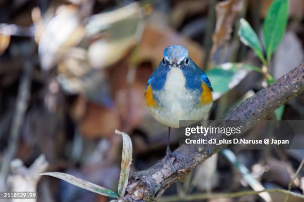 a happy blue bird, the lovely red-flanked bluetail (tarsiger cyanurus, family comprising flycatchers).

at omachi park natural observation garden, ichikawa, chiba, japan,
photo by march 9, 2024. - tarsiger cyanurus stock pictures, royalty-free photos & images