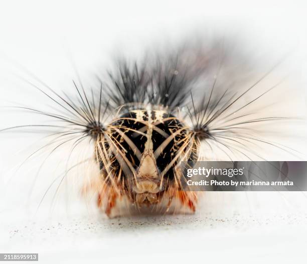 gypsy moth caterpillar - gypsy moth caterpillar stock-fotos und bilder