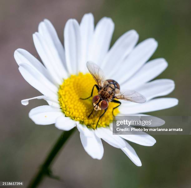 Pollinator Fly 192 Hawkesbury Meadow Stock Photos, High-Res Pictures, and Images ...