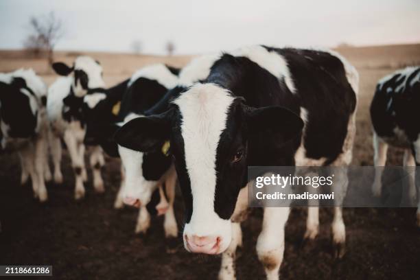 close up of cows in a pen - gado de leite imagens e fotografias de stock