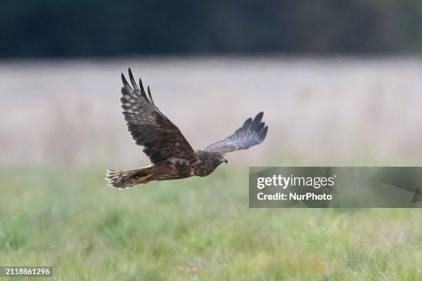 An Australasian swamp harrier is flying over a farm in Rolleston, in the Canterbury region of New Zealand's South Island, on March 31, 2024. The...