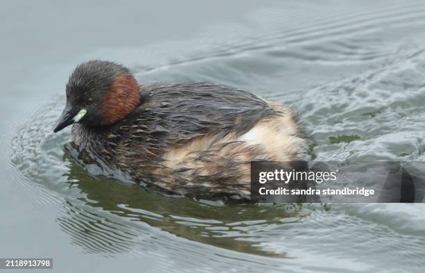 a little grebe (tachybaptus ruficollis) swimming on a river hunting for food. - brown bird stock pictures, royalty-free photos & images