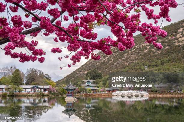 sukura flowers blooming in jade spring park (yu quan gong yuan) in yunnan, china. this is considered one of the more scenic views of jade dragon snow mountain. - yu quan stock pictures, royalty-free photos & images
