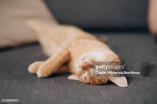 a ginger cat sleeps in his soft cozy bed on a floor carpet, soft focus - bizarre fashion stock pictures, royalty-free photos & images