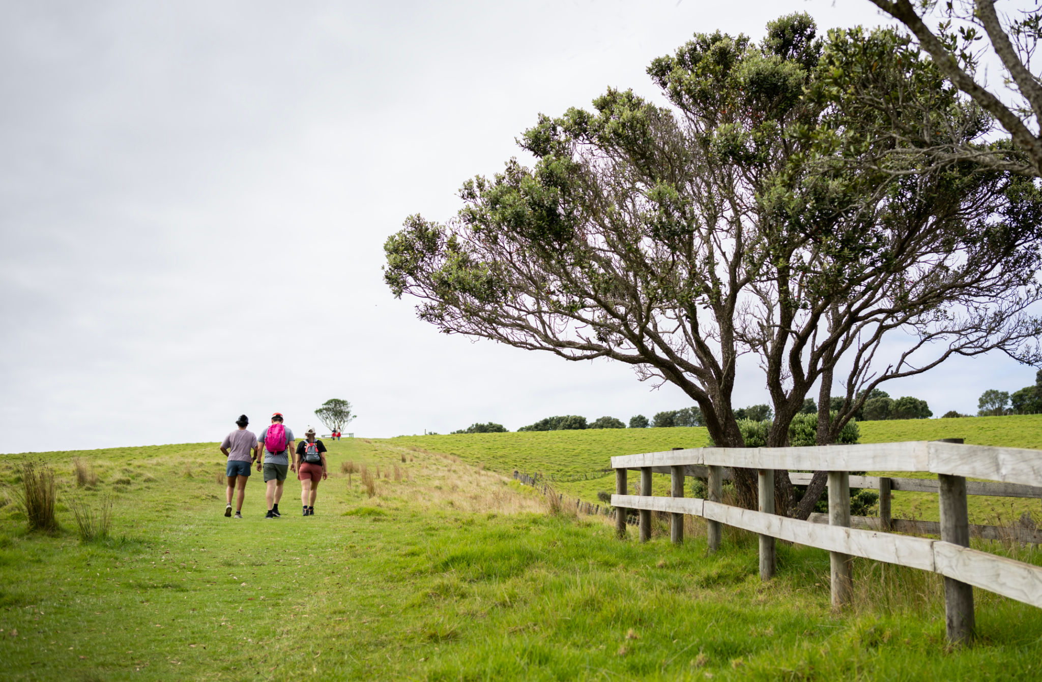 People walking on green meadows at Shakespear Regional Park. Auckland Region. People walking on green meadows at Shakespear Regional Park. Auckland Region.