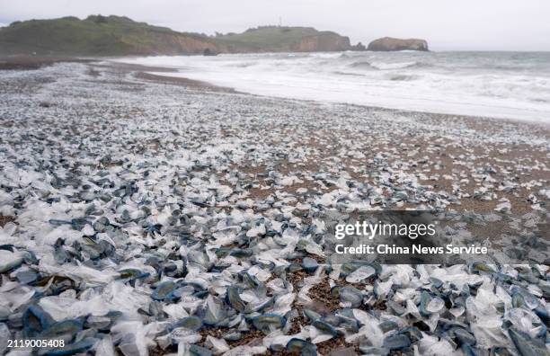 Hordes of tiny ocean creatures called Velella velella, or by-the-wind sailors, wash up on Northern California beaches on March 27, 2024 in Marin...