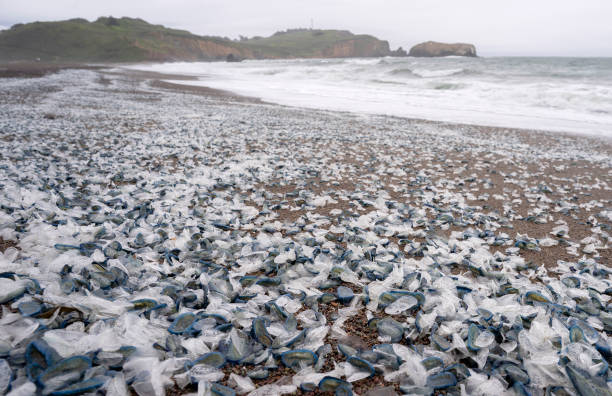 CA: Hordes Of Velella Velella Wash Up On Northern California Shores