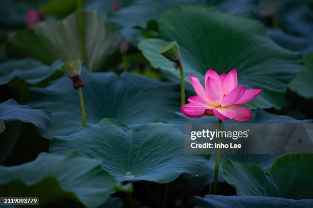 lotus - lotus water lily stock pictures, royalty-free photos & images