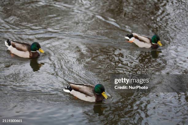 Mallard ducks are swimming on the Kinda Kanal in Linkoping, Sweden, on March 30, 2024.