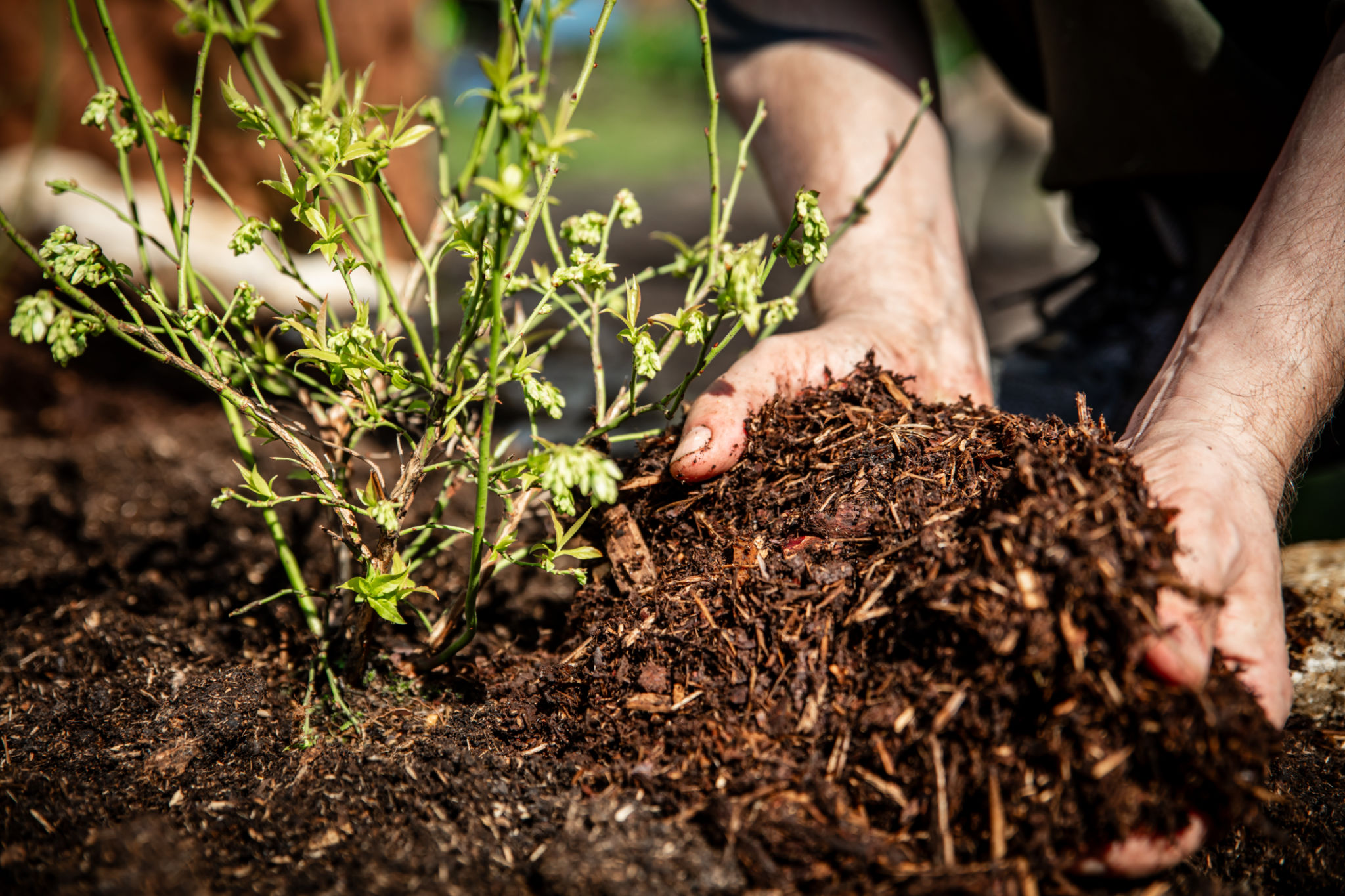 garden mulch