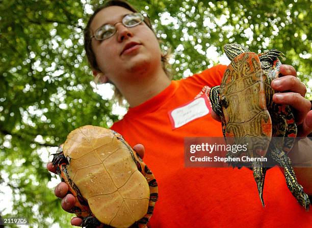 Abby Cramer, a herpetologist intern at the American Museum of Natural History, holds a Western Painted and an Eastern Painted Turtle she captured...
