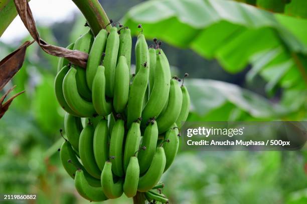 low angle view of bananas growing on tree - low hanging fruit stockfoto's en -beelden