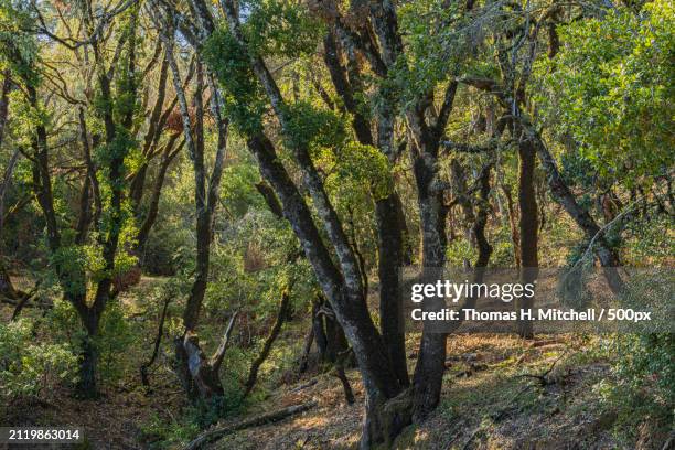 trees in forest,united states,usa - palo alto stock-fotos und bilder