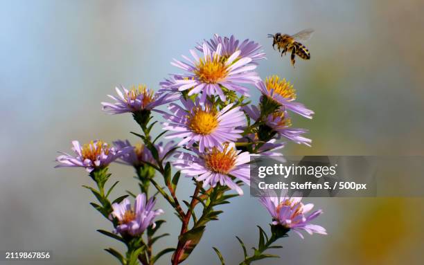 close-up of bee pollinating on purple flower - polinização imagens e fotografias de stock